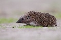 Jeż - European hedgehog - Erinaceus europaeus